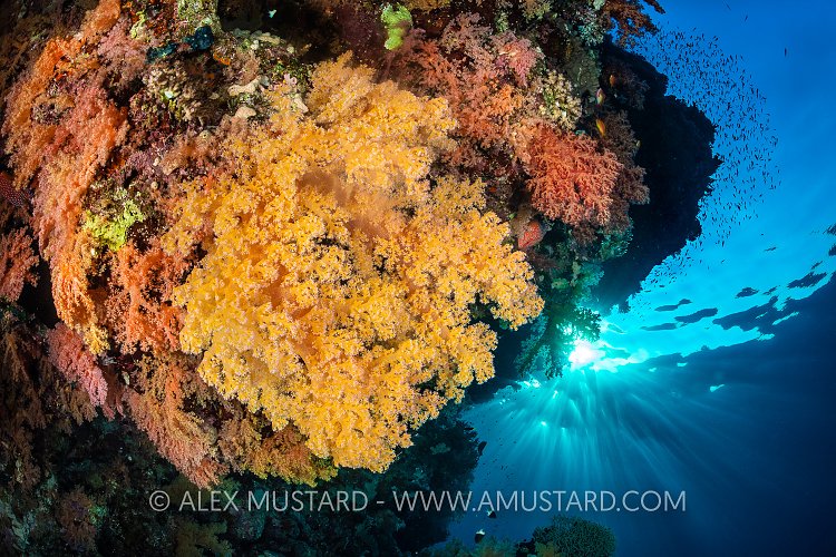Soft Coral Explosion, Egypt