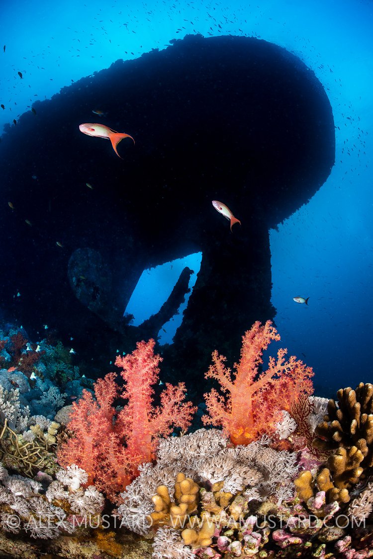 Soft Corals And Kingston Wreck, Egypt
