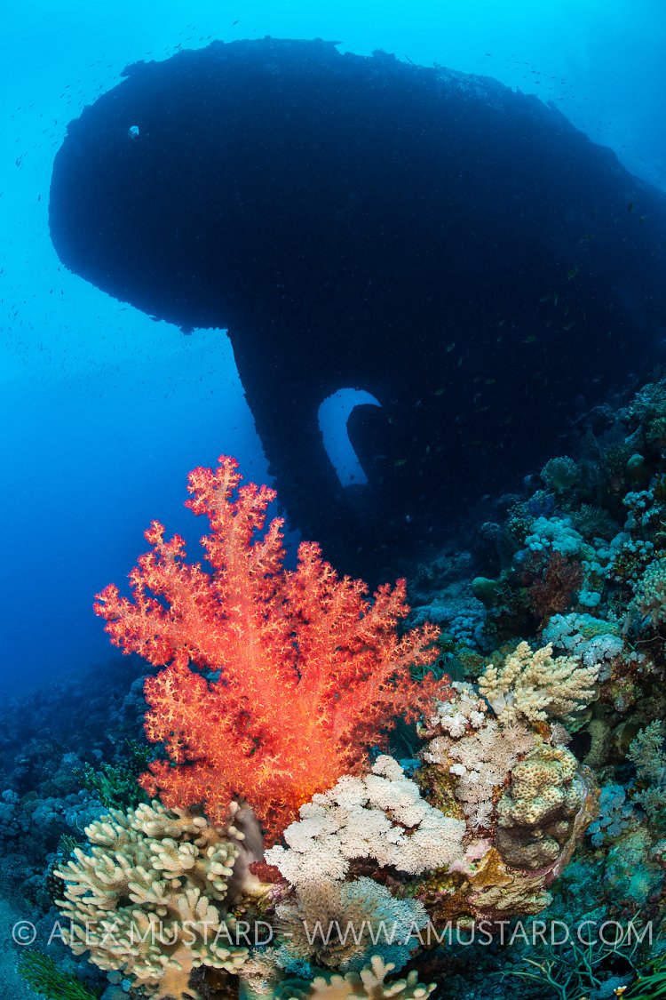 Soft Corals And Kingston Wreck, Egypt