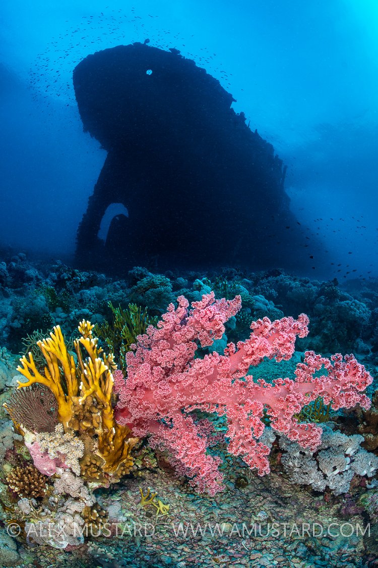 Wreck Of SS Kingston, Egypt