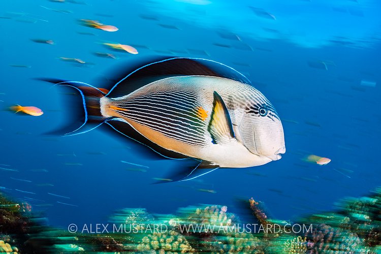 Sohal Surgeonfish, Egypt