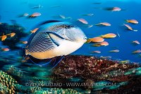 Sohal Surgeonfish, Egypt