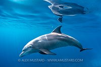 Dolphin Portrait, Egypt