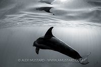 Dolphin Black and White, Egypt