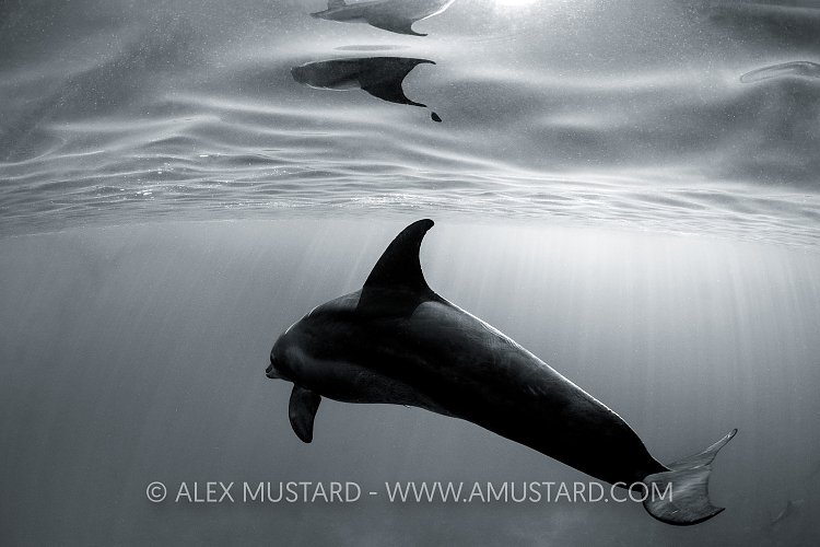 Dolphin Black and White, Egypt
