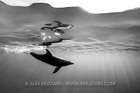 Dolphin Beneath Surface, Egypt