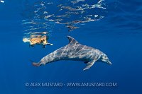 Dolphin Swimming With Dog, Egypt
