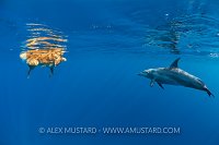 Dolphin Swimming With Dog, Egypt
