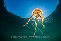 Compass Jellyfish At Surface, UK