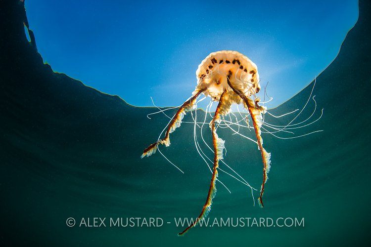 Compass Jellyfish At Surface, UK