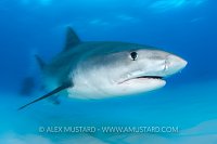 Tiger Shark, Bahamas