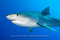 Tiger Shark, Bahamas