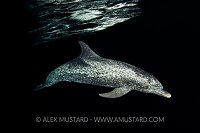 Blackwater Dolphin, Bahamas