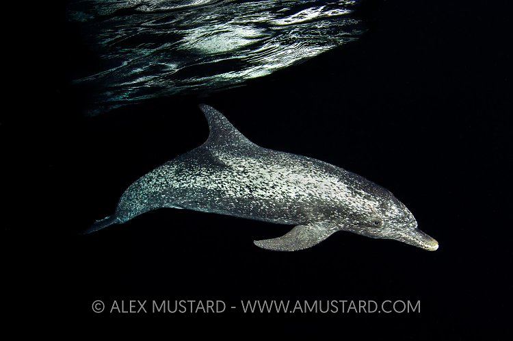 Blackwater Dolphin, Bahamas