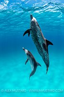 Dolphin Mum And Calf, Bahamas