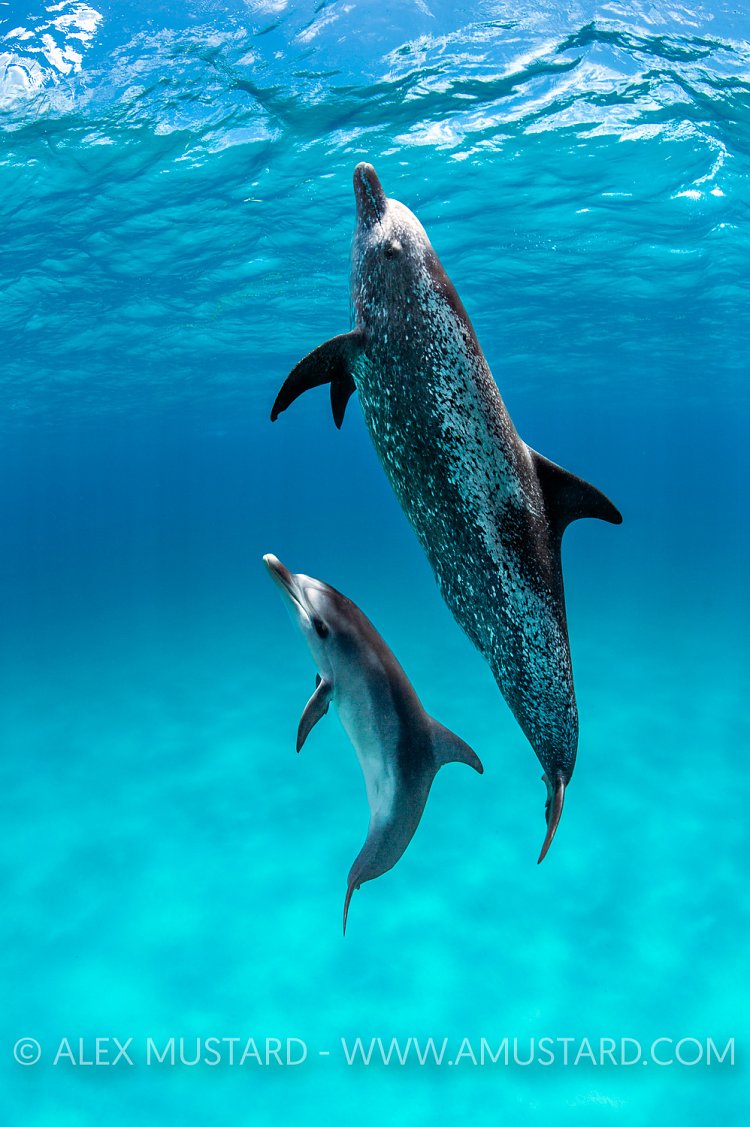 Dolphin Mum And Calf, Bahamas