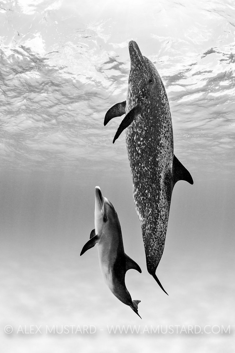 Black And White And Spotted Dolphins. Bahamas