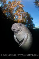 Manatee Beneath Trees, USA