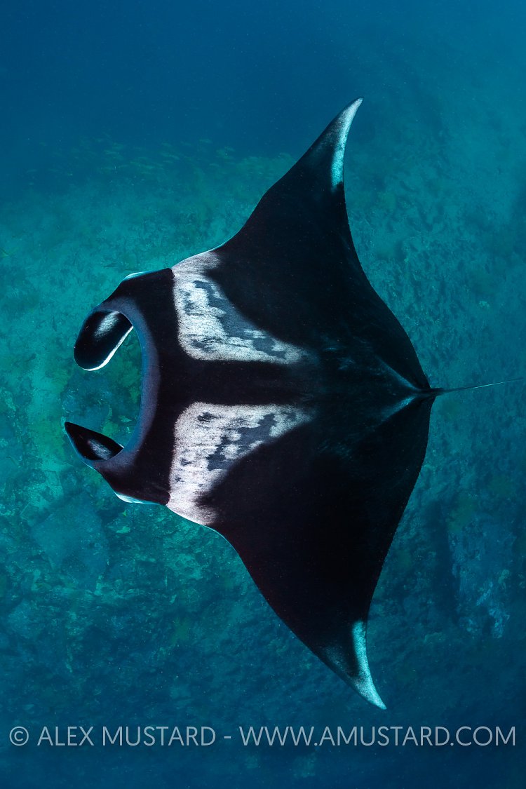 Oceanic Manta, Galapagos