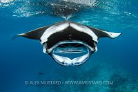 Manta Feeding, Maldives