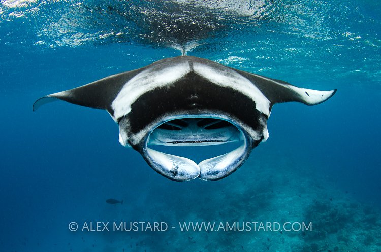 Manta Feeding, Maldives