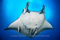 Reef Manta, Maldives