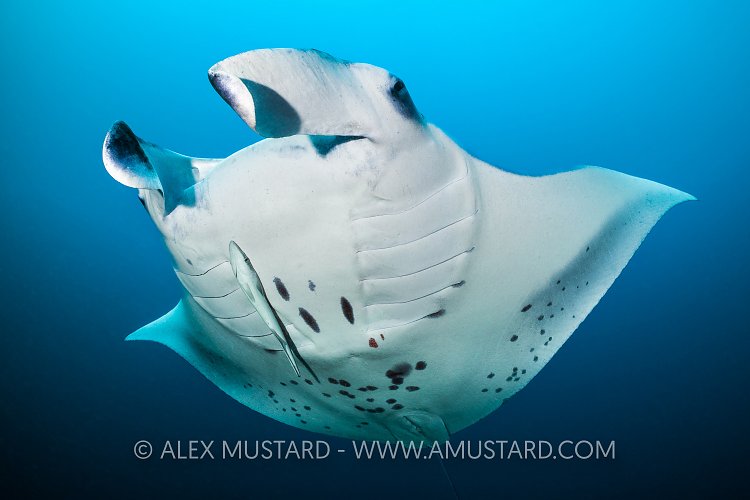 Manta Swimming, Maldives