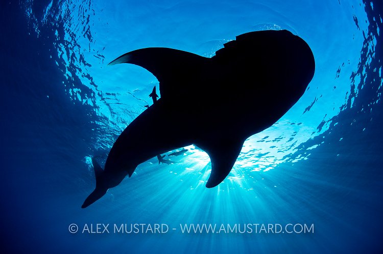 Whale Shark Silhouette, Mexico