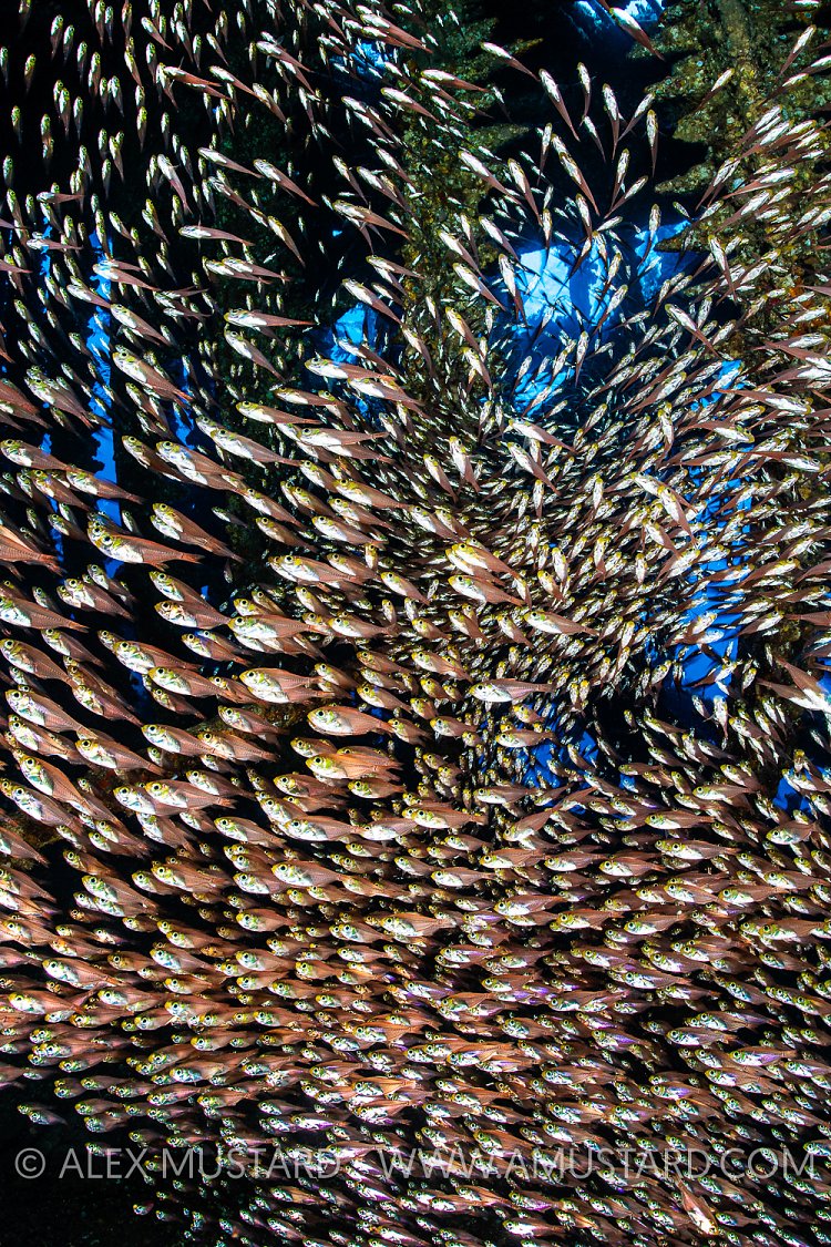 Glassfish In Wreck, Egypt