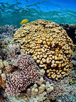 Shallow Coral Garden, Egypt