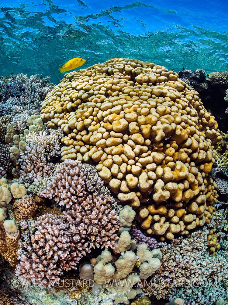 Shallow Coral Garden, Egypt