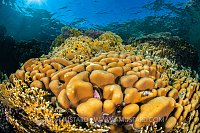 Hard Corals On Reef, Egypt