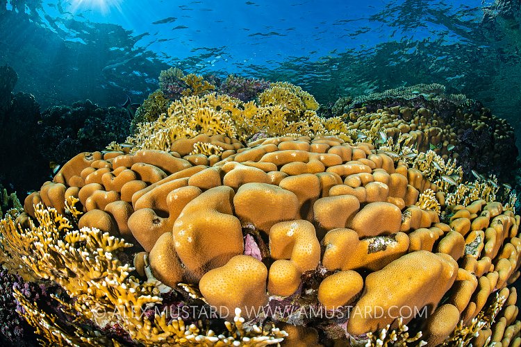 Hard Corals On Reef, Egypt