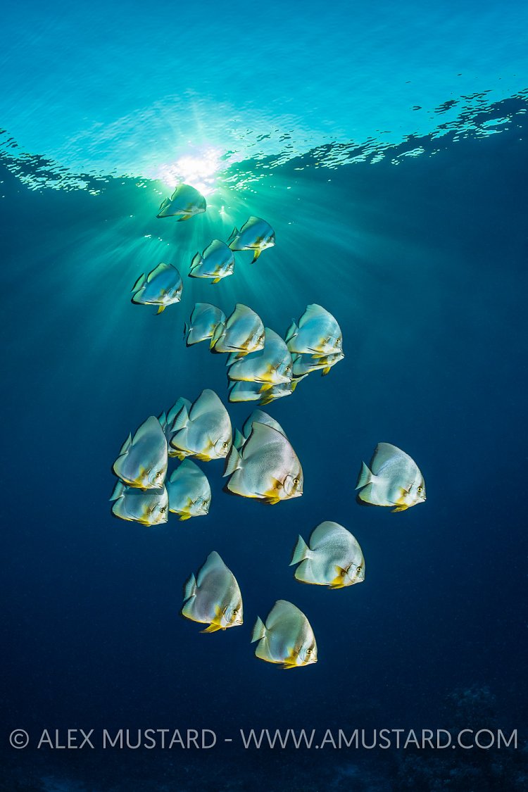 Batfish With Sunburst, Egypt