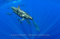 False Killer Whales, Sri Lanka