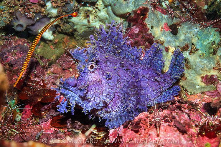 Rhinopias And Friends, Indonesia