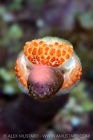 Hoary Rubble Crab, Cayman Islands