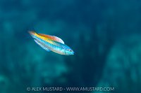 Rainbow Wrasse, Cayman Islands