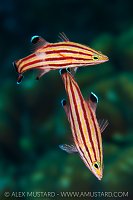 Peppermint Basslets Spawning, Cayman Islands