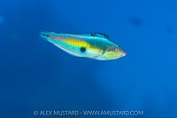 Clown Wrasse, Cayman Islands