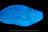 Blue Parrotfish, Cayman Islands