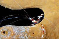 Banded Coral Shrimp, Cayman Islands