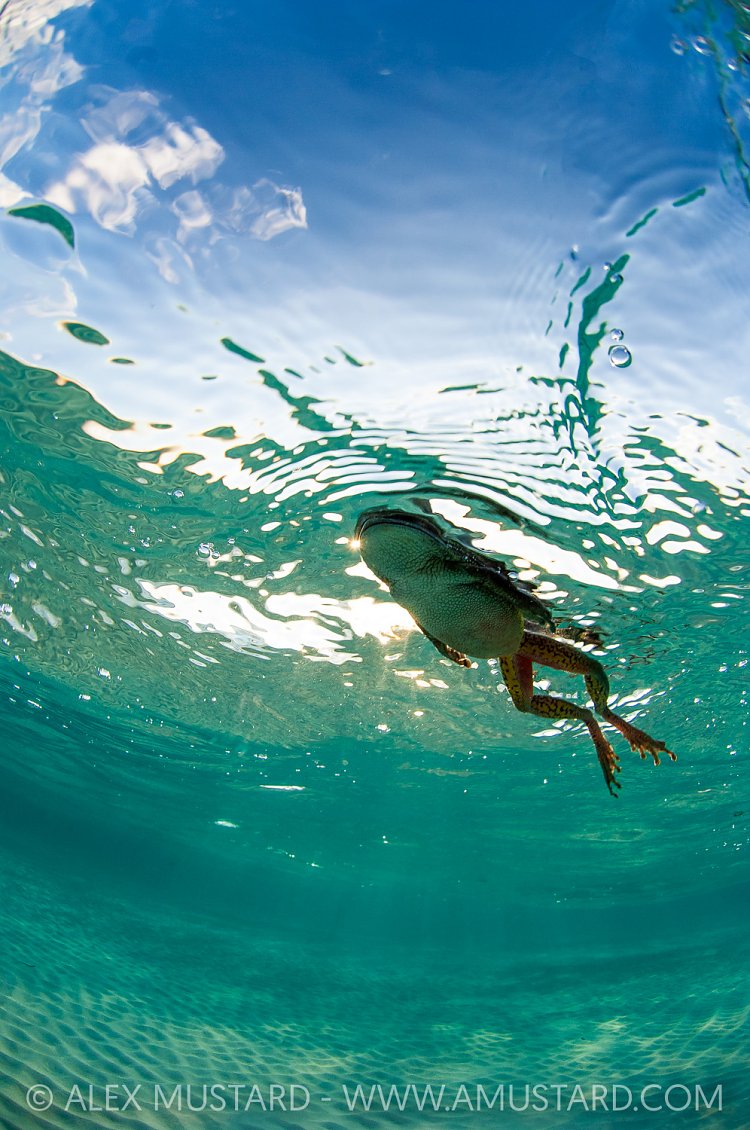 Frog In The Ocean, Cayman Islands
