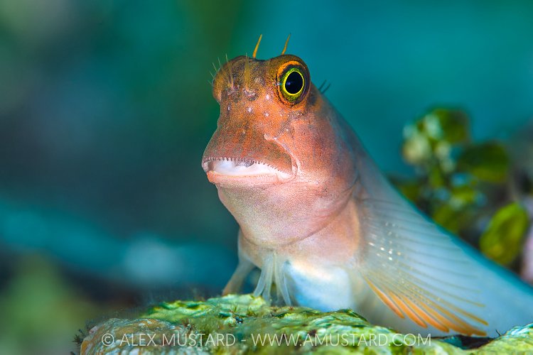 Red Lip Blenny, Cayman Islands