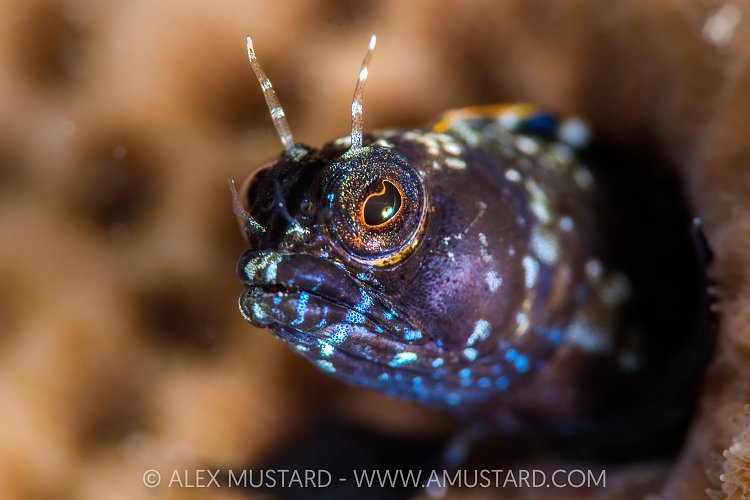 Sailfin Blenny Face, Cayman Islands