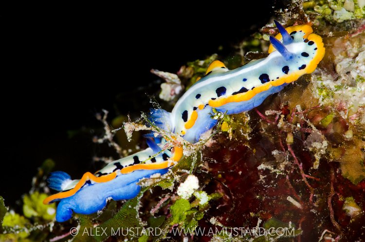 Nudibranchs Tracking, Cayman Islands