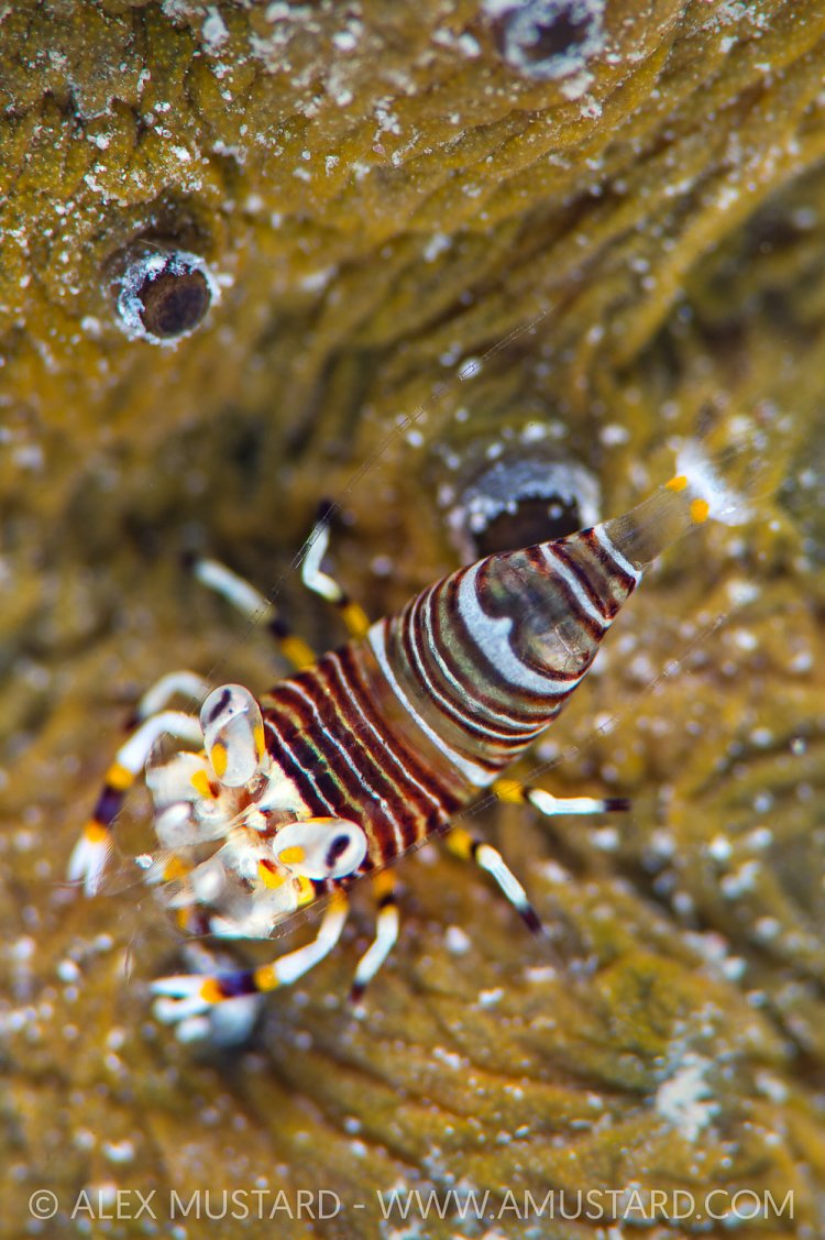 Bumbee Shrimp, Cayman Islands