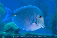 Blue On Blue, Cayman Islands