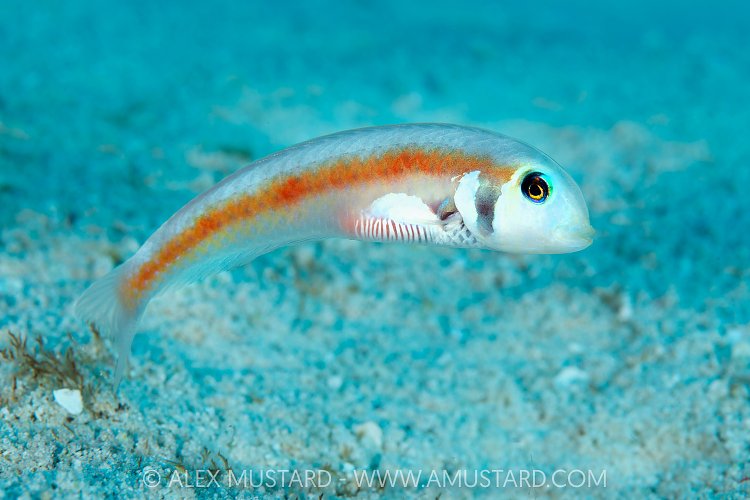 Rosy Razorfish, Cayman Islands