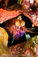 Mantis Portrait, Cayman Islands
